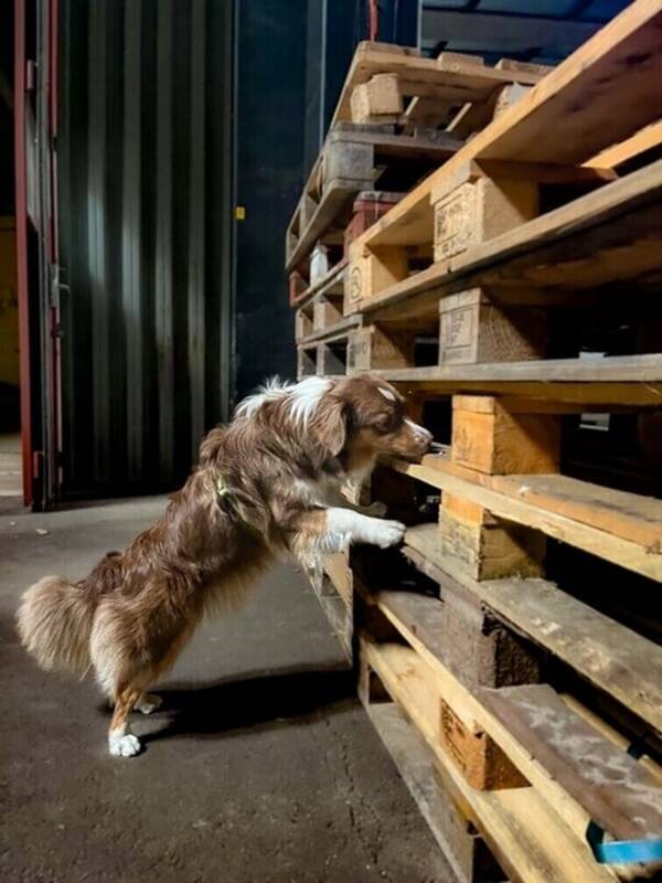 Hund - Miniature american shepherd
