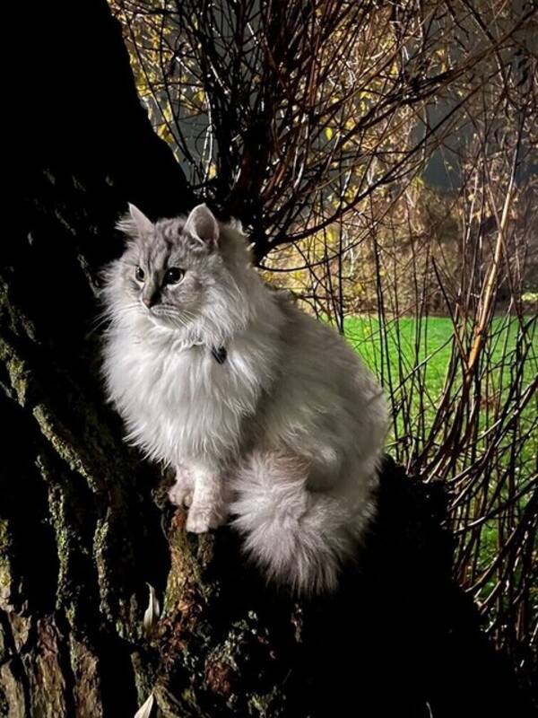 Katt - Pax och Snudde