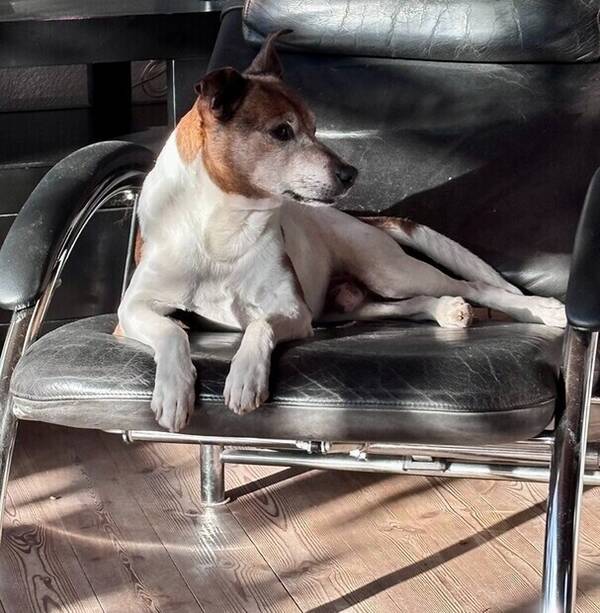 Hund - Dansk svensk gårdshund