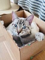 Atlas vit tigerkatt