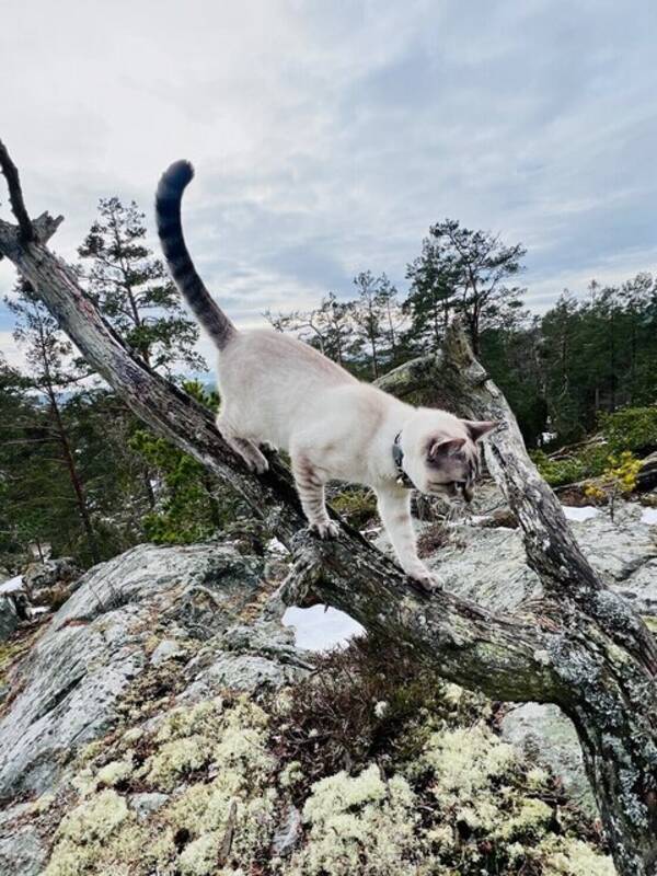 Katt - Atlas vit tigerkatt