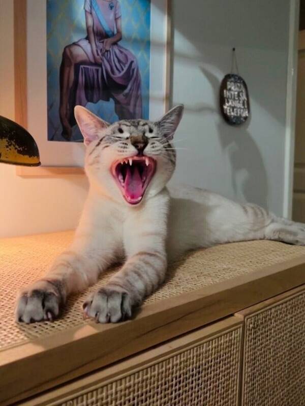 Katt - Atlas vit tigerkatt