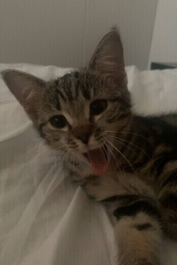 Katt - Bengal/Huskatt Chloe 💞