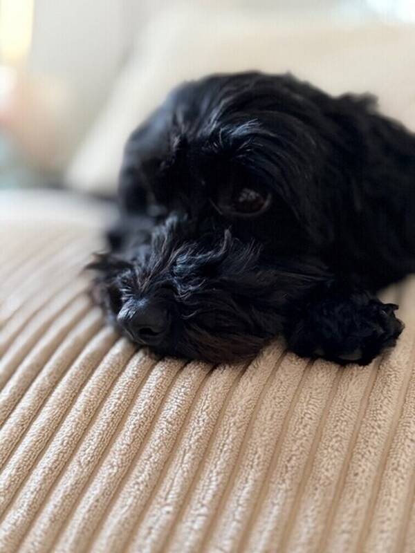 Hund - Blandrasen Bönan