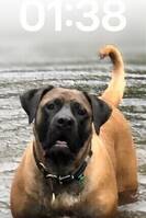 Mastiff Tispe XXL 82+ Kg