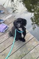 Portugisisk vattenhund/pudel Nils