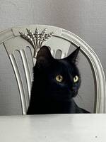 Katten Kiwi