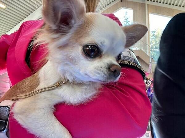 Hund - Tessy 