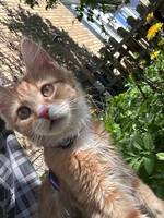 Maincoon Odysseus 