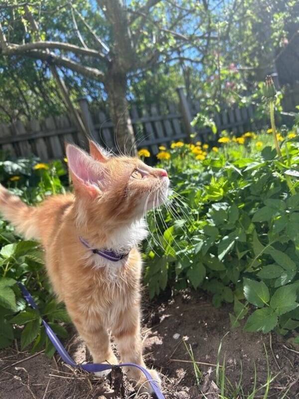 Katt - Maincoon Odysseus 