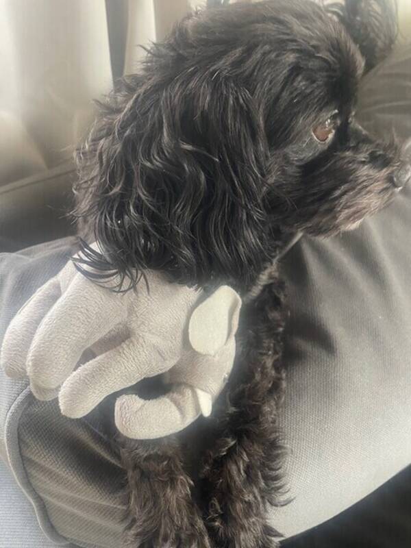 Hund - Pudel Ronja