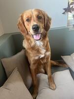 Golden retriever Maskot