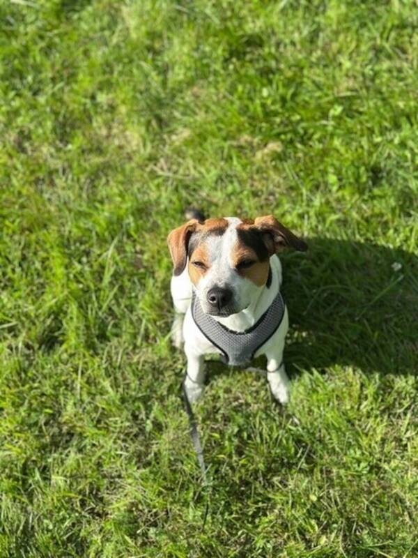 Hund - Affe