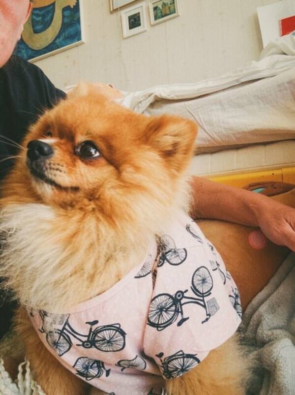 Hund - Pomeranian 