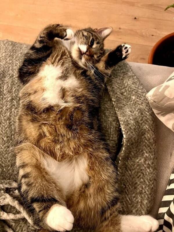 Katt - Morris
