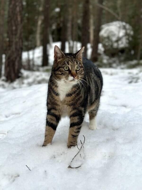 Katt - Morris