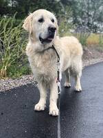 Tacco the golden