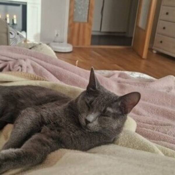 Katt - Konstantin 