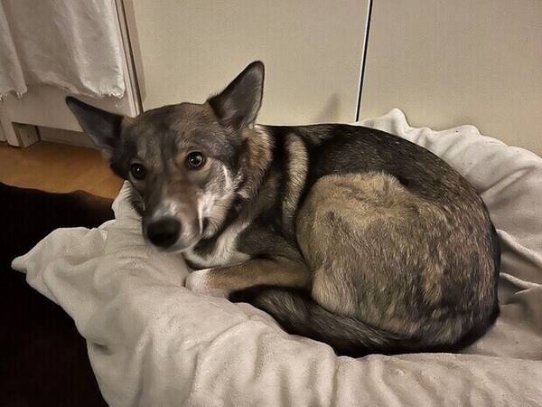 Hund - Bordercollie / Husky/ Björnhund / Jämthu