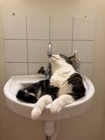 Katten Krimpen