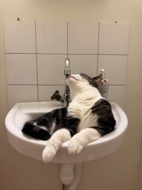 Katt - Katten Krimpen