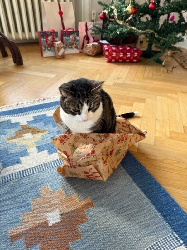 Katt - Katten Krimpen 9 år
