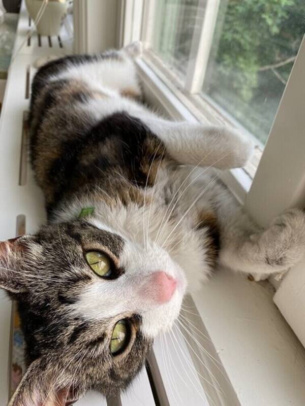 Katt - Katten Krimpen 9 år