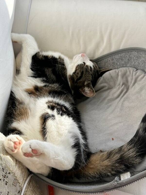 Katt - Katten Krimpen