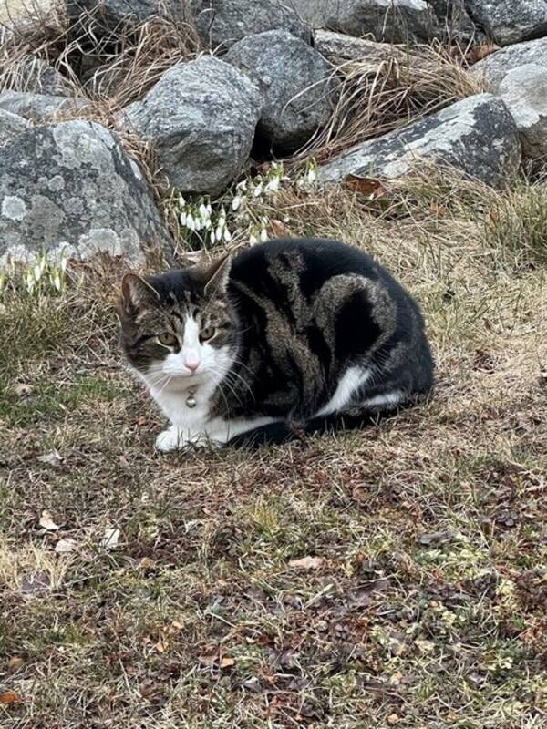Katt - Katten Krimpen