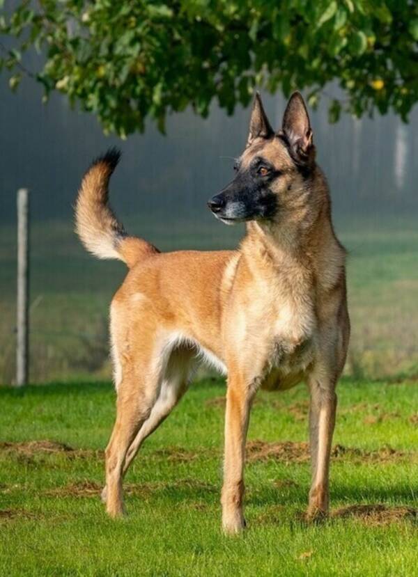 Hund - Spice Mallinois