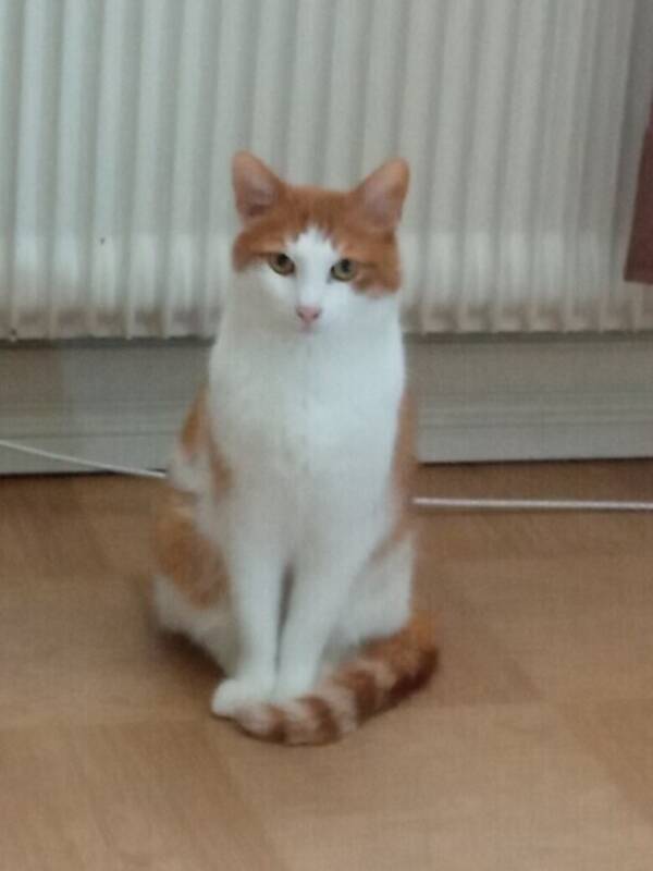 Katt - Lilla gubben 