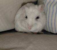 Hamstern Kurt