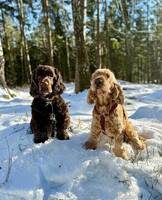 Cockerspaniel 