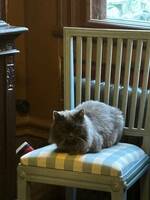 Katten Elsa