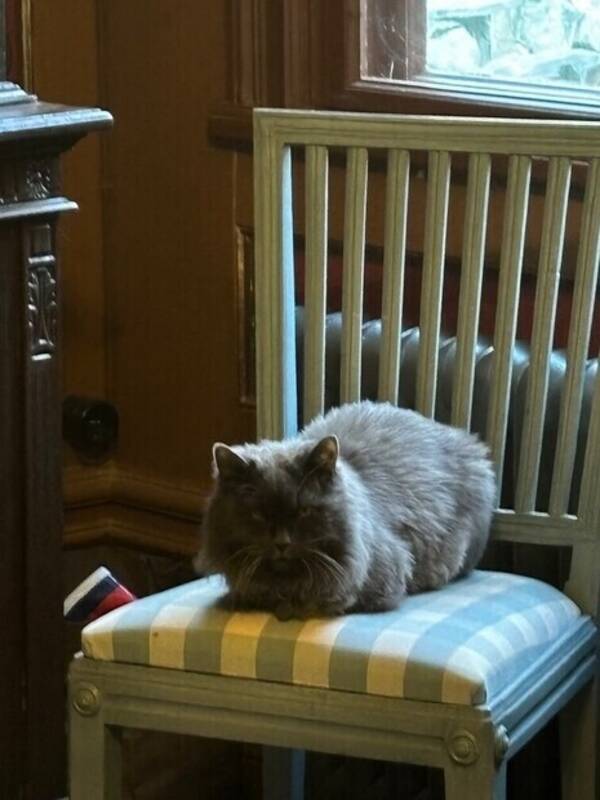Katt - Katten Elsa