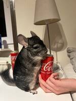 chinchila