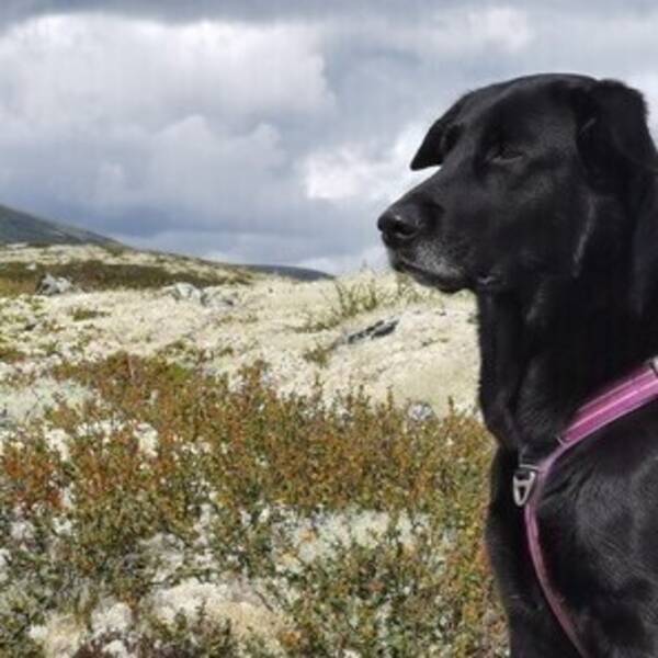 Hund - Bella