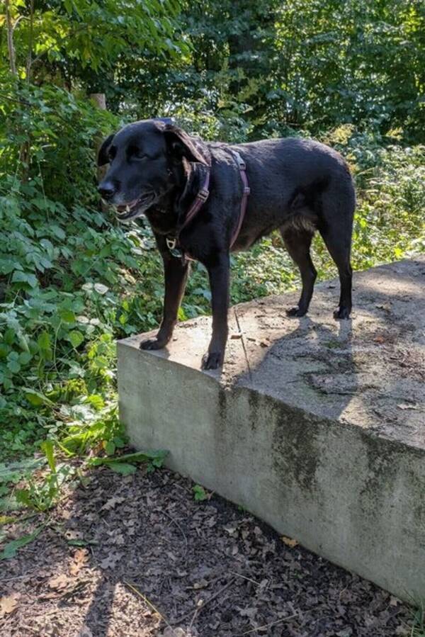 Hund - Bella
