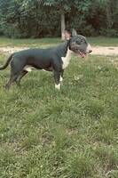 The Bull terrier