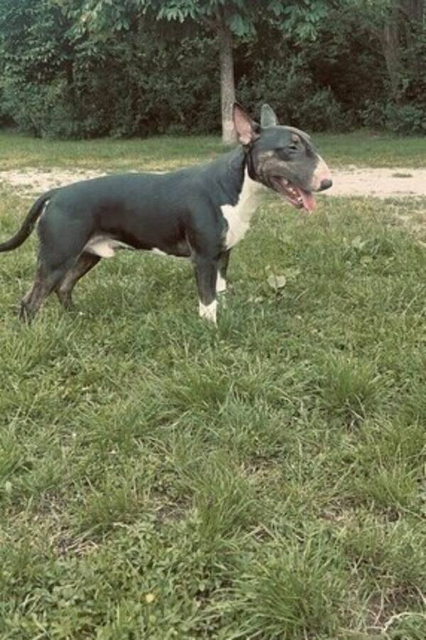 Hund - The Bull terrier