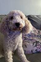 Cockerpoo Nike