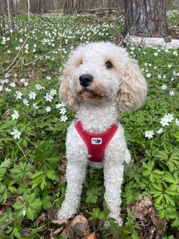Hund - Cockerpoo Nike