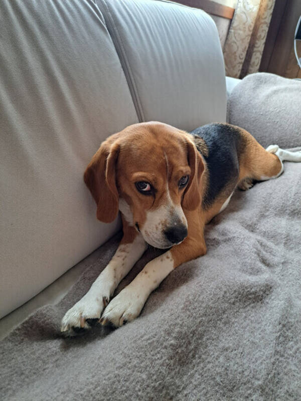 Hund - Beagle Tina