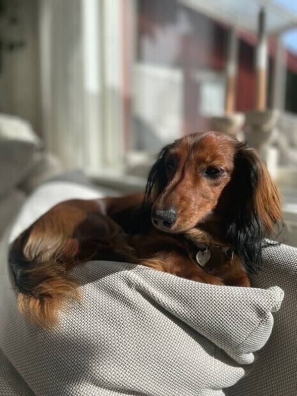 Hund - Taxen Mila