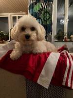 Här är vår maltipoo Ines