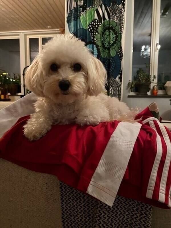 Hund - Här är vår maltipoo Ines