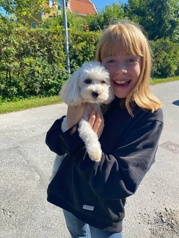Hund - Här är vår maltipoo Ines