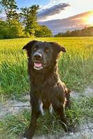 Svart blandning, bordercollie labrador 