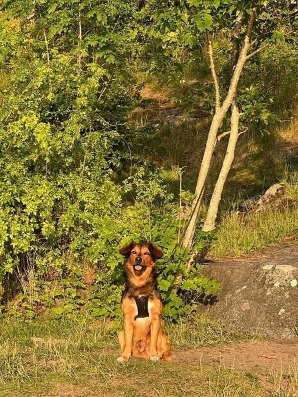Hund - Mix