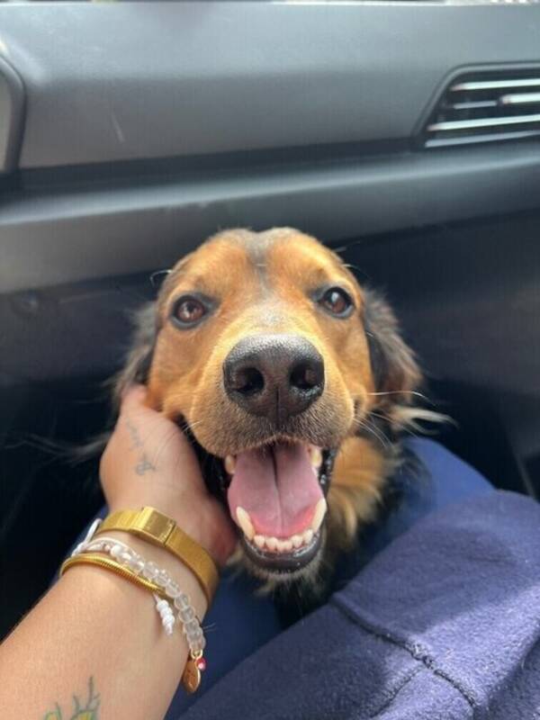 Hund - Mix